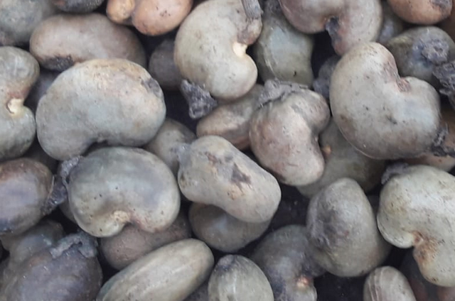 raw cashew nuts