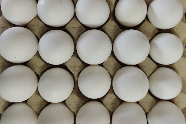 chicken eggs exporter from india
